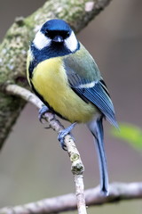 great tit