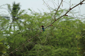 The white-throated kingfisher (Halcyon smyrnensis) also known as the white-breasted kingfisher sitting on the tree