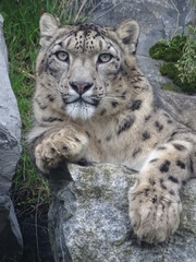 léopard, neige, chat, animal, once, sauvage, prédateur, jardin zoologique, faune, mammifère, felidae, nature, grand, fourrure, carnassiers, compromettre, portrait, fauve, bète, blanc, panthera, panthe