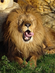 lion, animal, chat, crin, sauvage, faune, felidae, mammifère, carnassiers, roi, jardin zoologique, prédateur, nature, lion, safari, grand, portrait, jungle, fourrure, majestueux, rugir