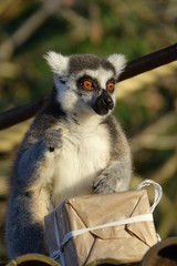 lémur, animal, mammifère, madagascar, jardin zoologique, faune, nature, anneau, fourrure, joli, yeux, sauvage, portrait, blanc, noir, queue, queue, lémur, animal, drôle, maki