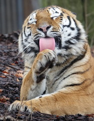 tigre, chat, animal, faune, sauvage, felidae, prédateur, sibérien, bande, mammifère, nature, jardin zoologique, carnassiers, grand, tête, visage, amour, portrait, tigre, rayes, dangereux, safari, four