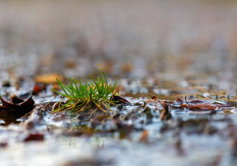 Gras Büschel grün Pfütze Wasser Reflektion Spiegelung Laub Pflanze sprießen Überflutung Dach...