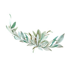 Hand drawing watercolor flower composition of olive branches, leaves and flowers. illustration isolated on white