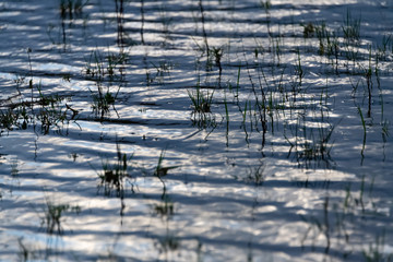 Gras Büschel Pfütze Wasser Reflektion Spiegelung Pflanze Überflutung Straße Hintergrund Struktur Farbenspiel Nässe Makro Nahaunahme Wellen Wind Winter Grafik Struktur Oberfläche