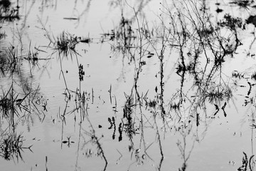 Gras Büschel Pfütze Wasser Reflektion Spiegelung Pflanze Überflutung Straße Hintergrund Struktur Farbenspiel Nässe Makro Nahaunahme schwarz weiß Grafik Struktur Oberfläche