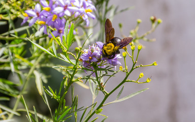 Bumblebees colecting pollen, violet flowers