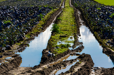 Spur Traktor Feld Landwirtschaft Regen Nässe Überflutung Trecker Ernte Kohl Ernährung Agrar Fluchtpunkt Pfütze Reflektion Regen Unwetter Matsch Lehm Struktur Schlamm Gemüse Kohlkopf Rotkohl Bauer  © ON-Photography