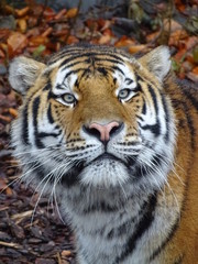 tigre, chat, animal, faune, felidae, prédateur, sauvage, nature, jardin zoologique, bande, sibérien, mammifère, tête, grand, carnassiers, portrait, visage, rayes, bengale, chat sauvage, tigre, panther