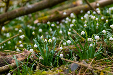 Märzenbecher Frühlingsknotenblume Leucojum vernum Frühblüher Nahaufnahme Blüten Wald Frühjahr Glöckchen Wald Boden Bote Deutschland Sauerland Iserlohn Naturschutzgebiet Nahaufnahme Makro 