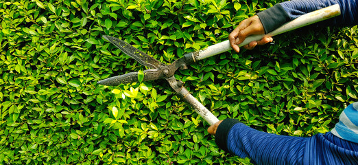 Hand of gardener or worker in blue Long sleeve shirt uniform cutting and decorating branch of tree...