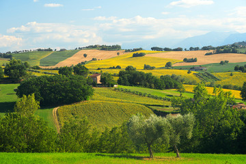 Rural landscape near Mogliano, Marches, Italy