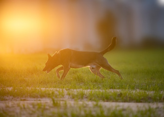 Dog running in the sun set