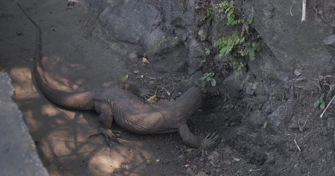 The Water monitor is searching for food