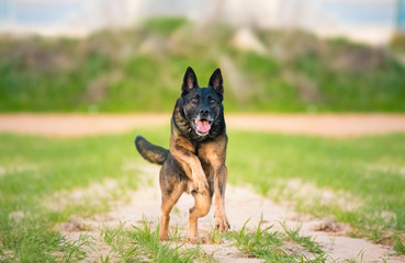 german shepherd dog running on the grass