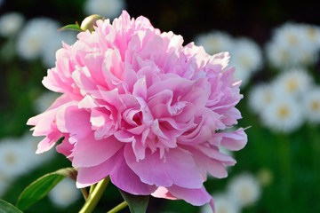 Obraz premium Pink peony in the flowering garden close-up