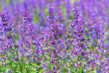 Close-up Catnip flowers (Nepeta cataria) field in summer sunny day with soft focus blur background