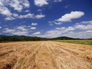 Fototapeta premium field