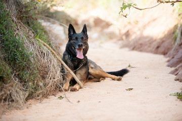 Dog resting in the shades of tree in a hot summer day