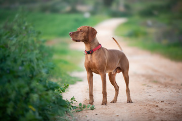 Vizsla dog standing in the field