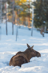 a female elk on snow in winter