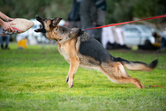 german shepherd protection training