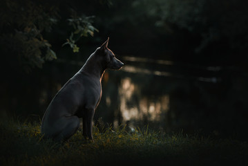 thai ridgeback dog posing by the river at dusk
