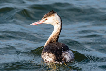 カンムリカイツブリ冬羽(Great Crested Grebe)