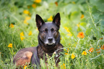 Dog portrait in yellow flowers