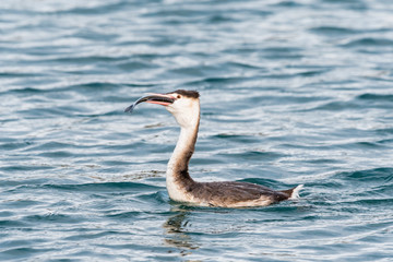 魚を飲み込むカンムリカイツブリ