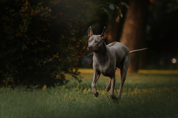 thai ridgeback dog running outdoors on grass