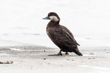 クロガモ雌(Black scoter)