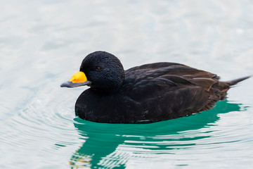クロガモ雄(Black scoter)