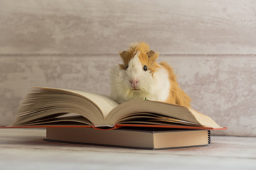 Guinea pig on open book looking at the camera