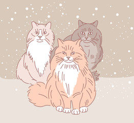 Portrait of a beautiful Siberian cats