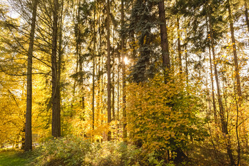 mixed forest in autumn with orange sunshine