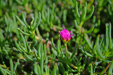 flower on green background