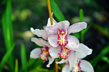 closeup of a flower orchid