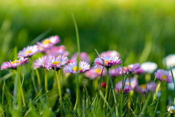 Daisies flowering in green spring meadow.