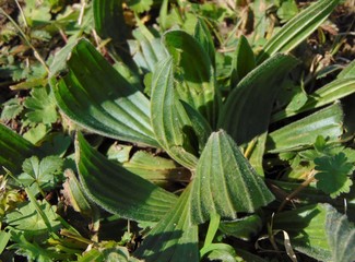Obraz premium Plantain plant wild with green leaves in the grass on the field in early spring. Close up. 