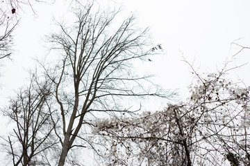 Obraz premium M.L.S.