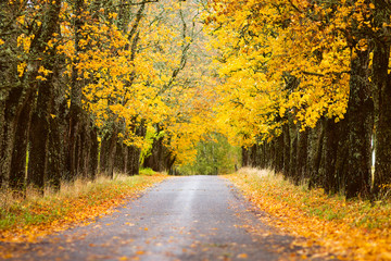 Obraz premium yellow autumn in the park