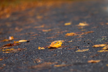 yellow leaf on the road