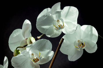Fototapeta na wymiar White orchid close up on black background