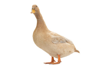 Brown duck isolated on a white background.