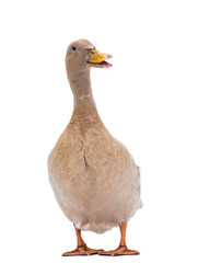 Quacking duck isolated on a white background.