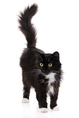 Studio portrait of the young black cat on a white background, © serkucher