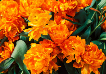 bunch of tulip flowers close up for background, flowerbed untypical macro, many petails bright colored