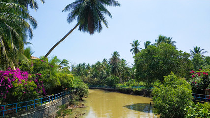 Typical view of Sri Lanka, green trees, palm trees and a dirty river