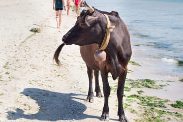 Thirsty domestic farm red black cow walks on sea beach coastline among people